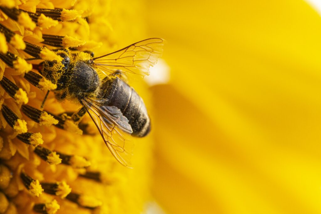 lebah penghasil propolis