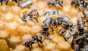 propolis