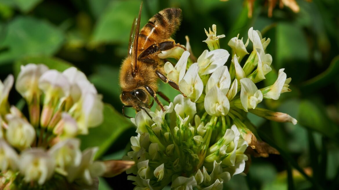 Foto lebah madu penghasil propolis dan madu di Brazil