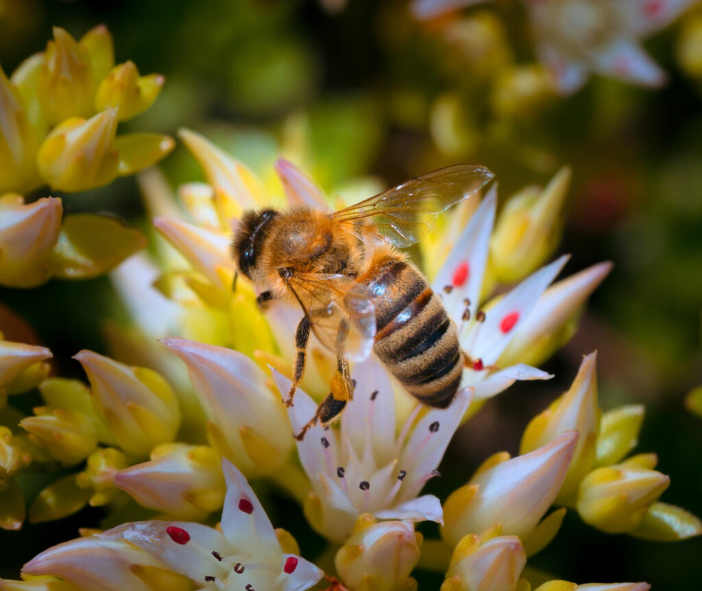 Lebah Madu Penghasil Propolis dan Madu Alami yang Kaya akan Antioksidan