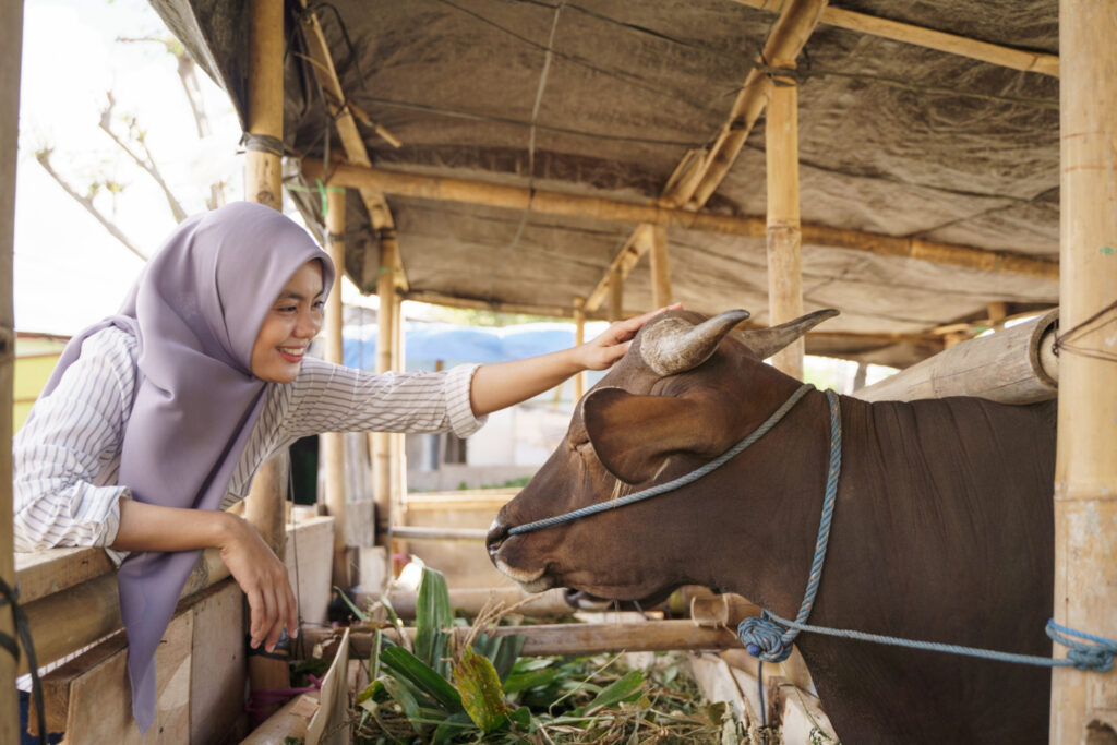 Manfaat Temulawak pada kesehatan peternakan sapi