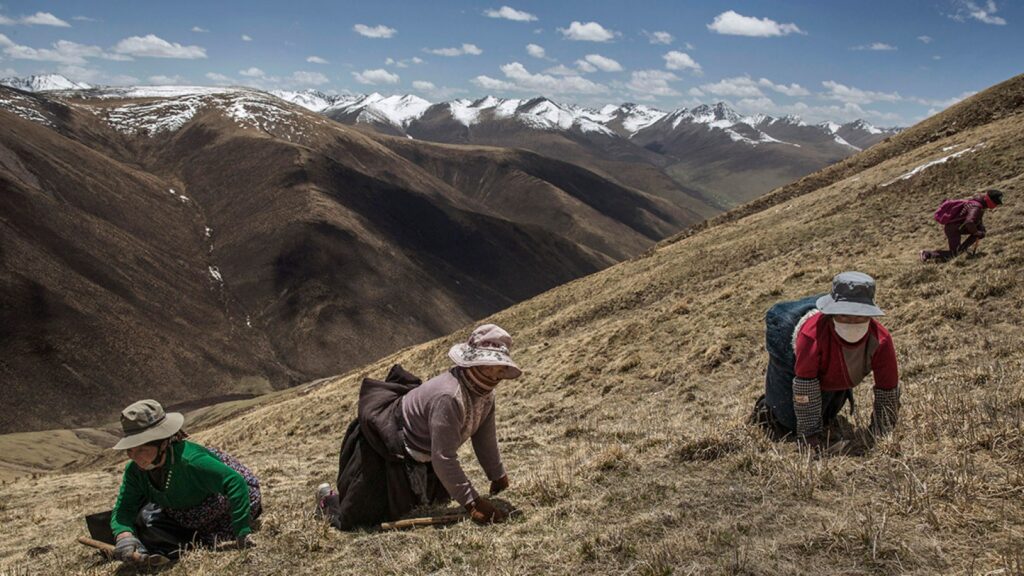 Para pencari cordycepts di dataran tinggi Tibet sumber foto: IBTimes.co.uk