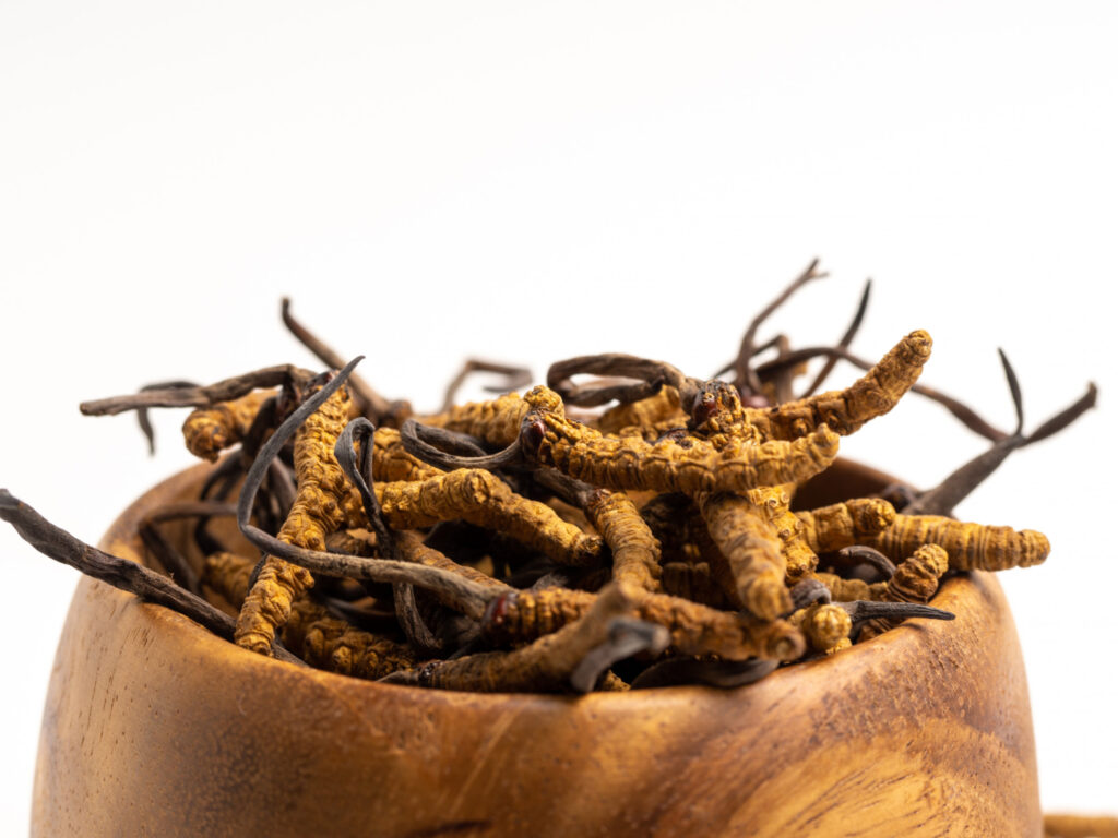 Cordyceps bukan sekadar suplemen biasa.