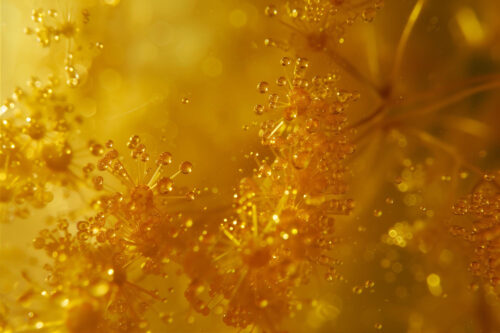 nano propolis cair