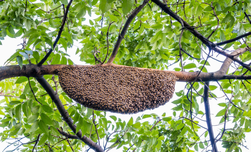 Sarang Lebah Madu sumber propolis alami dan natural