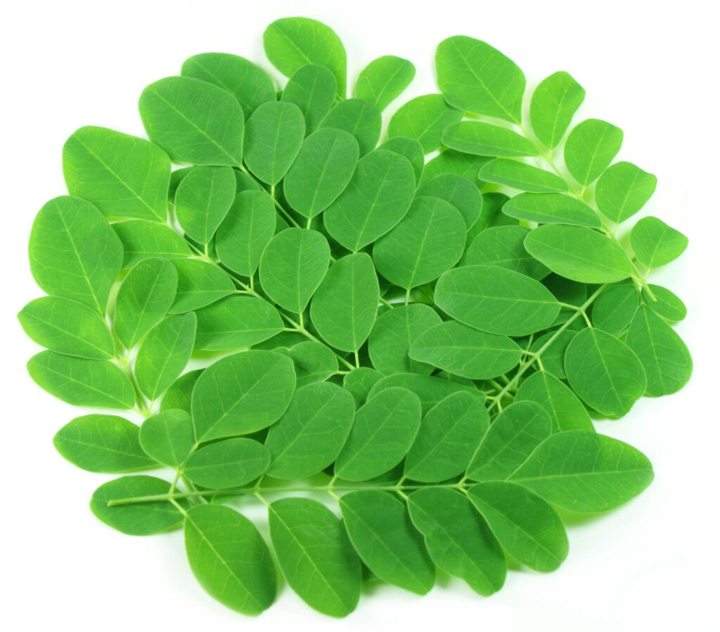 Daun kelor atau Moringa oleifera pohon ajaib dengan nutrisinya yang padat