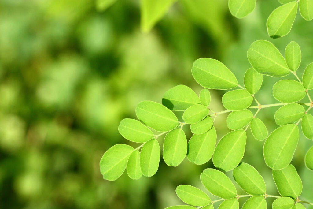 Daun Kelor Segar untuk bahan baku kapsul