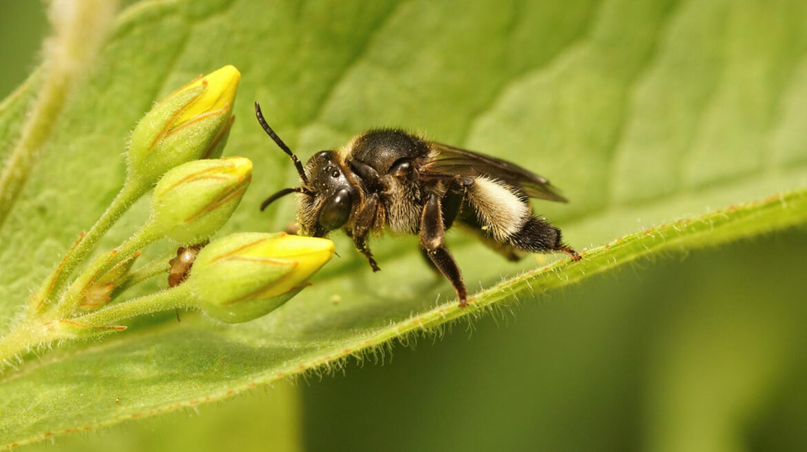 Bioavailabilitas bee propolis