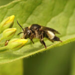 Propolis Untuk Apa? Mekanisme, Efikasi, dan Transformasi Nano Propolis