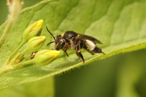 Bioavailabilitas bee propolis
