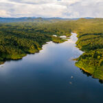 Warisan Alam Brazil: Mengapa Lebah Hutan Amazon Menghasilkan Propolis Terbaik di Dunia?