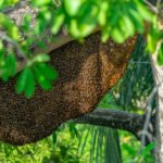 Nano Brazilian Propolis: Validasi Ilmiah dan Revolusi Ekstraksi Herbal Berbasis Teknologi Nano