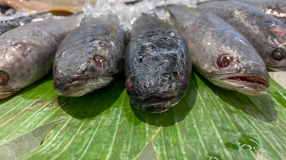ikan gabus albumin
