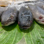 Luka Jahitan Operasi Masih basah? Ini Manfaat Albumin Ikan Gabus untuk Penyembuhan.