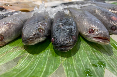 ikan gabus albumin