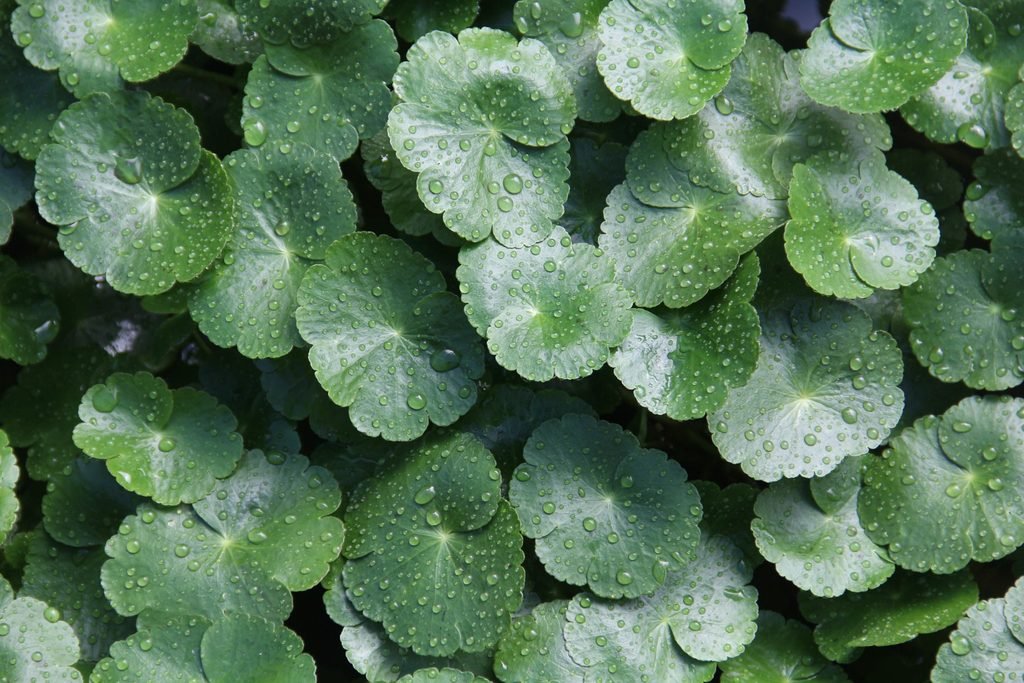 daun pegagan