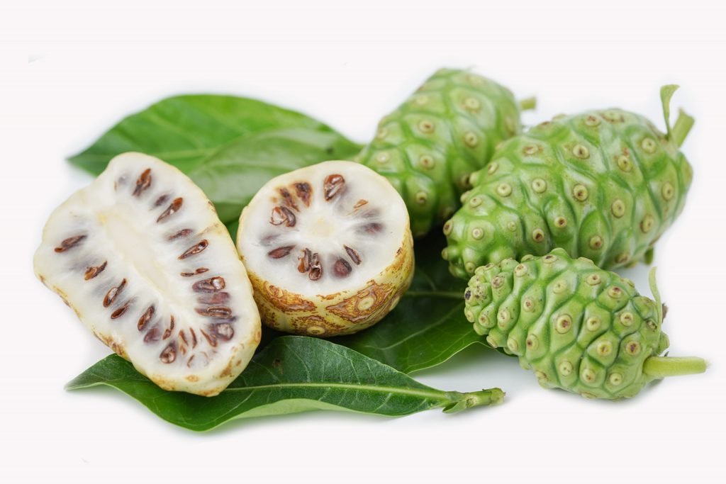 Mengkudu (Morinda citrifolia)